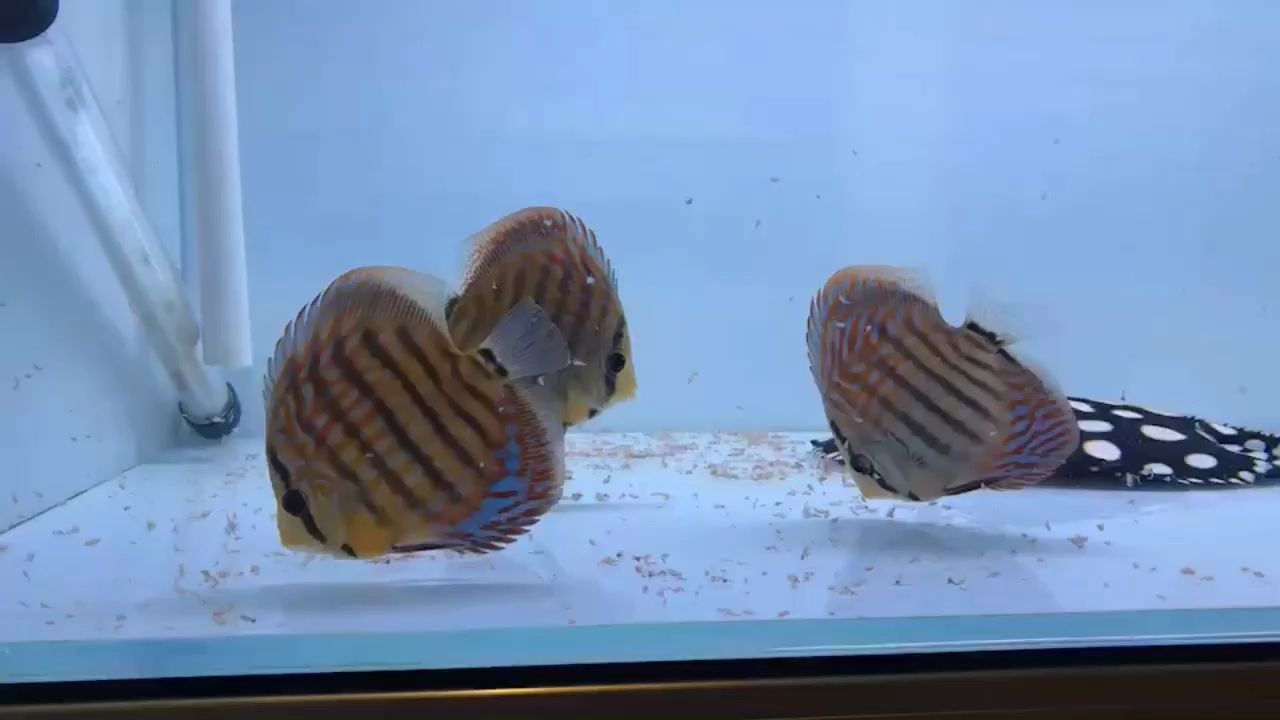 麝香龜吃魚嗎挑食嗎