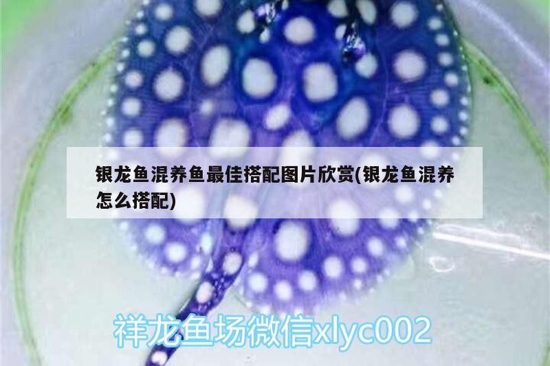 銀龍魚混養魚最佳搭配圖片欣賞(銀龍魚混養怎么搭配)