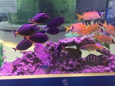 咸寧水族館vs祥龍魚場（咸寧水族館與祥龍魚場各有側(cè)重）