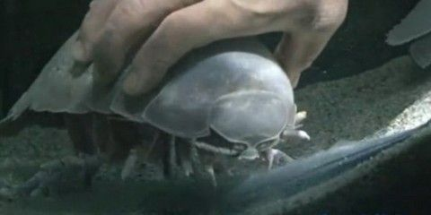 咸寧水族館vs祥龍魚場（咸寧水族館與祥龍魚場各有側(cè)重）