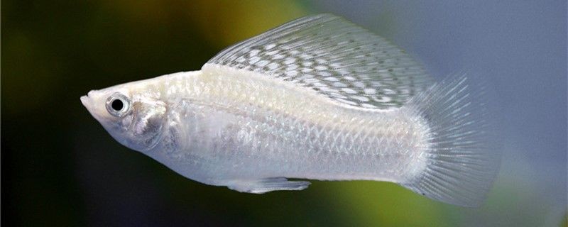 瑪麗魚是冷水魚還是熱帶魚水溫多少度合適 瑪麗魚是冷水魚還是熱帶魚水溫多少度合適 馬來西亞咖啡