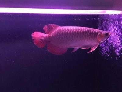 長春龍魚vs祥龍魚場(長春龍魚與祥龍魚場各有特點) 全國水族館企業名錄 第2張 長春龍魚vs祥龍魚場(長春龍魚與祥龍魚場各有特點) 長春龍魚vs祥龍魚場(長春龍魚與祥龍魚場各有特點) 全國水族館企業名錄 第2張