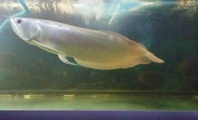 長春龍魚vs祥龍魚場(長春龍魚與祥龍魚場各有特點) 全國水族館企業名錄 第4張 長春龍魚vs祥龍魚場(長春龍魚與祥龍魚場各有特點) 長春龍魚vs祥龍魚場(長春龍魚與祥龍魚場各有特點) 全國水族館企業名錄 第4張