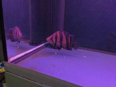 長春龍魚vs祥龍魚場(長春龍魚與祥龍魚場各有特點) 全國水族館企業名錄 第5張 長春龍魚vs祥龍魚場(長春龍魚與祥龍魚場各有特點) 長春龍魚vs祥龍魚場(長春龍魚與祥龍魚場各有特點) 全國水族館企業名錄 第5張
