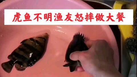 虎魚不明的原因：虎魚不明的原因有哪些？ 虎魚不明的原因：虎魚不明的原因有哪些？ 虎魚百科 第3張