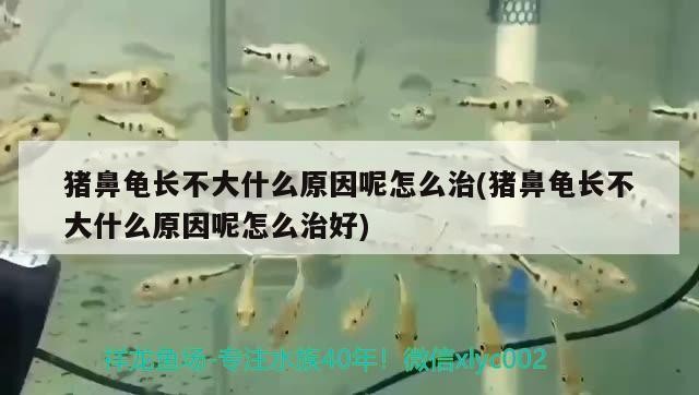 豬鼻龜長不大什么原因呢怎么治(豬鼻龜長不大什么原因呢怎么治好)