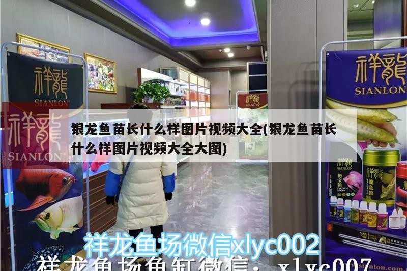 銀龍魚苗長什么樣圖片視頻大全(銀龍魚苗長什么樣圖片視頻大全大圖)