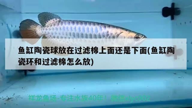 黑金魟魚濾材選擇指南:黑金魟魚濾材成本預算分析黑金魟魚濾材成本預算分析 魟魚百科 第1張 黑金魟魚濾材選擇指南:黑金魟魚濾材成本預算分析黑金魟魚濾材成本預算分析 黑金魟魚濾材選擇指南:黑金魟魚濾材成本預算分析黑金魟魚濾材成本預算分析 魟魚百科 第1張