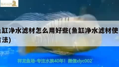 黑金魟魚濾材選擇指南:黑金魟魚濾材成本預算分析黑金魟魚濾材成本預算分析 魟魚百科 第4張 黑金魟魚濾材選擇指南:黑金魟魚濾材成本預算分析黑金魟魚濾材成本預算分析 黑金魟魚濾材選擇指南:黑金魟魚濾材成本預算分析黑金魟魚濾材成本預算分析 魟魚百科 第4張