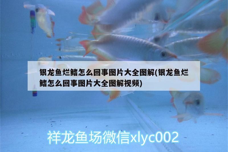 銀龍魚爛鰭怎么回事圖片大全圖解(銀龍魚爛鰭怎么回事圖片大全圖解視頻) 銀龍魚爛鰭怎么回事圖片大全圖解(銀龍魚爛鰭怎么回事圖片大全圖解視頻) 銀龍魚百科