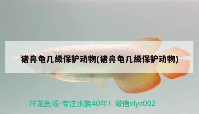 豬鼻龜幾級保護動物(豬鼻龜幾級保護動物) 豬鼻龜幾級保護動物(豬鼻龜幾級保護動物) 豬鼻龜百科