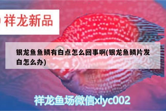 銀龍魚魚鱗有白點怎么回事啊(銀龍魚鱗片發(fā)白怎么辦)