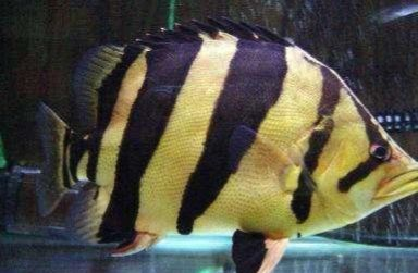 虎魚長多大后會明：虎魚是否變明并不是由其大小決定的，而是與其他品種有關