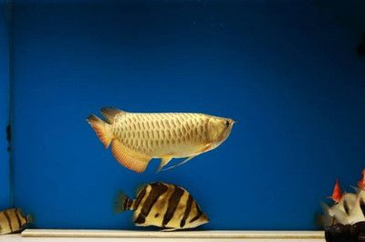 虎魚長多大后會明：虎魚是否變明并不是由其大小決定的，而是與其他品種有關