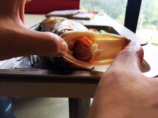 龍魚喂了活泥鰍后吃食就出問題了vs祥龍魚場：如何正確投喂龍魚活餌，龍魚飼料與活餌的營養對比