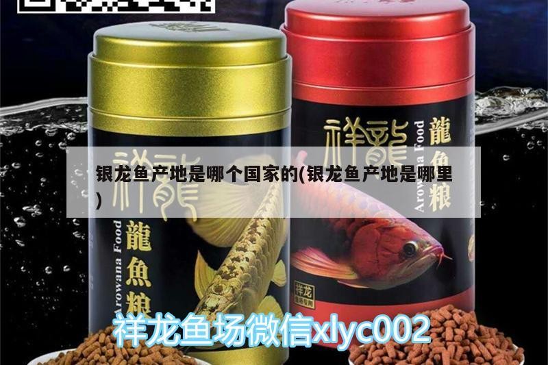 銀龍魚產地是哪個國家的(銀龍魚產地是哪里)