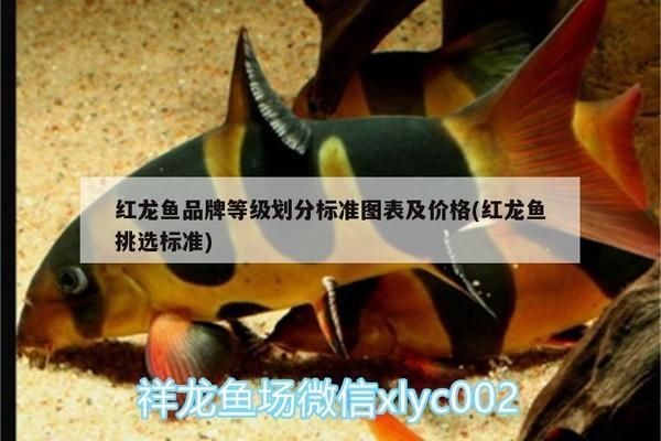 紅龍魚品牌等級(jí)劃分標(biāo)準(zhǔn)圖表：如何鑒別紅龍魚品質(zhì)優(yōu)劣,紅龍魚等級(jí)劃分最新標(biāo)準(zhǔn)