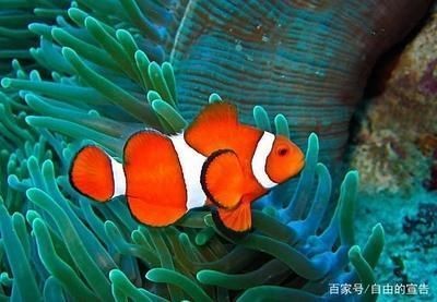 龍魚魚缸溫度25度會死嗎vs祥龍魚場：如何調節魚缸水溫龍魚適宜水溫范圍