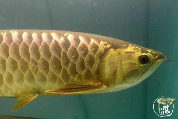 龍魚立鱗病快速治療方法換水可以嗎vs祥龍魚場：龍魚立鱗病的快速治療方法
