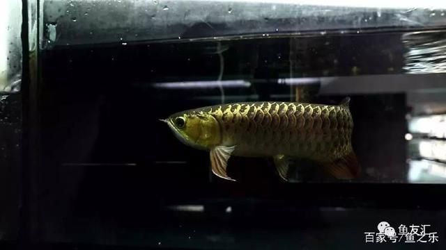 龍魚(yú)如何改口吃顆粒料vs祥龍魚(yú)場(chǎng)：祥龍魚(yú)場(chǎng)龍魚(yú)改口吃顆粒飼料技巧 龍魚(yú)如何改口吃顆粒料vs祥龍魚(yú)場(chǎng)：祥龍魚(yú)場(chǎng)龍魚(yú)改口吃顆粒飼料技巧 vs祥龍魚(yú)場(chǎng) 第4張