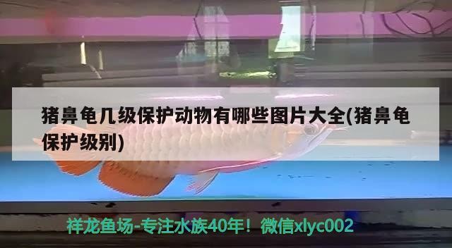 豬鼻龜幾級保護(hù)動物有哪些圖片大全(豬鼻龜保護(hù)級別)