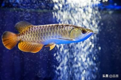 和田龍魚(yú)vs祥龍魚(yú)場(chǎng)（和田龍魚(yú)與祥龍魚(yú)場(chǎng)有什么區(qū)別？）