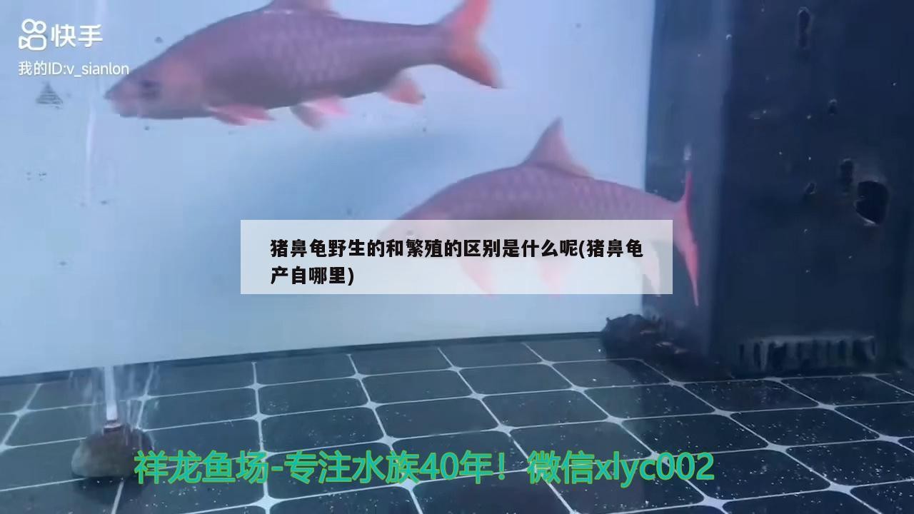 豬鼻龜野生的和繁殖的區別是什么呢(豬鼻龜產自哪里)