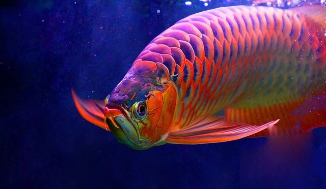 紅龍魚貴不貴怎么看：判斷紅龍魚價格是否合理紅龍魚的價格是否合理 紅龍魚貴不貴怎么看：判斷紅龍魚價格是否合理紅龍魚的價格是否合理 紅龍魚百科 第4張