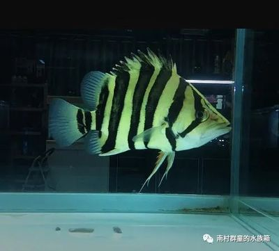 印尼虎和蘇虎誰厲害：印尼虎和蘇虎在本質上是同一種魚，它們之間的“厲害”沒有實質性
