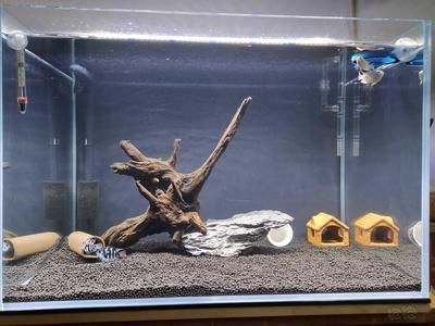龍魚需要養(yǎng)水幾天vs祥龍魚場:祥龍魚場的水質(zhì)管理 vs祥龍魚場 第2張 龍魚需要養(yǎng)水幾天vs祥龍魚場:祥龍魚場的水質(zhì)管理 龍魚需要養(yǎng)水幾天vs祥龍魚場:祥龍魚場的水質(zhì)管理 vs祥龍魚場 第2張