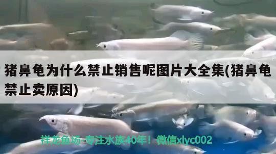 豬鼻龜為什么禁止銷售呢圖片大全集(豬鼻龜禁止賣原因)