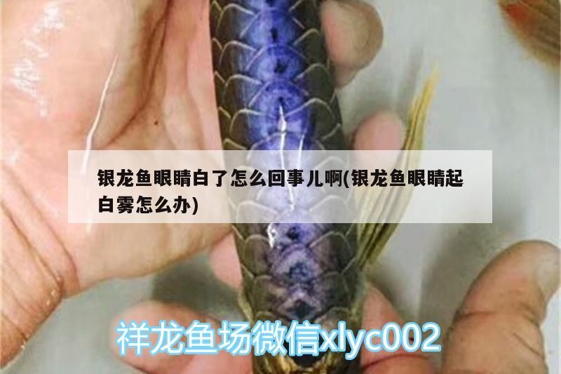 銀龍魚眼睛白了怎么回事兒啊(銀龍魚眼睛起白霧怎么辦) 銀龍魚眼睛白了怎么回事兒啊(銀龍魚眼睛起白霧怎么辦) 銀龍魚百科