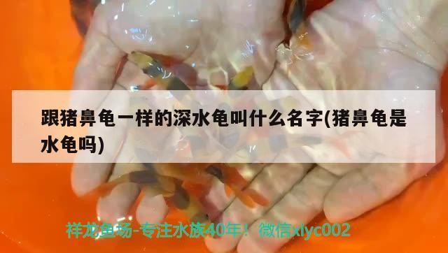 跟豬鼻龜一樣的深水龜叫什么名字(豬鼻龜是水龜嗎) 跟豬鼻龜一樣的深水龜叫什么名字(豬鼻龜是水龜嗎) 豬鼻龜百科