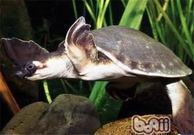 西龍魚缸潛水泵使用方法圖解：西龍魚缸潛水泵使用方法圖解視頻 西龍魚缸潛水泵使用方法圖解：西龍魚缸潛水泵使用方法圖解視頻 水族問答 第4張