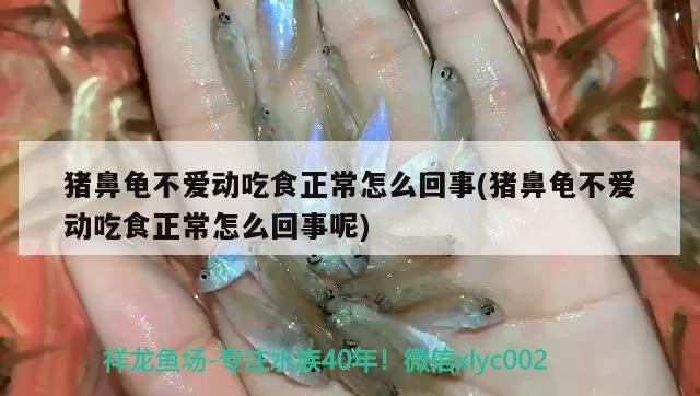 豬鼻龜不愛動(dòng)吃食正常怎么回事(豬鼻龜不愛動(dòng)吃食正常怎么回事呢) 豬鼻龜不愛動(dòng)吃食正常怎么回事(豬鼻龜不愛動(dòng)吃食正常怎么回事呢) 豬鼻龜百科