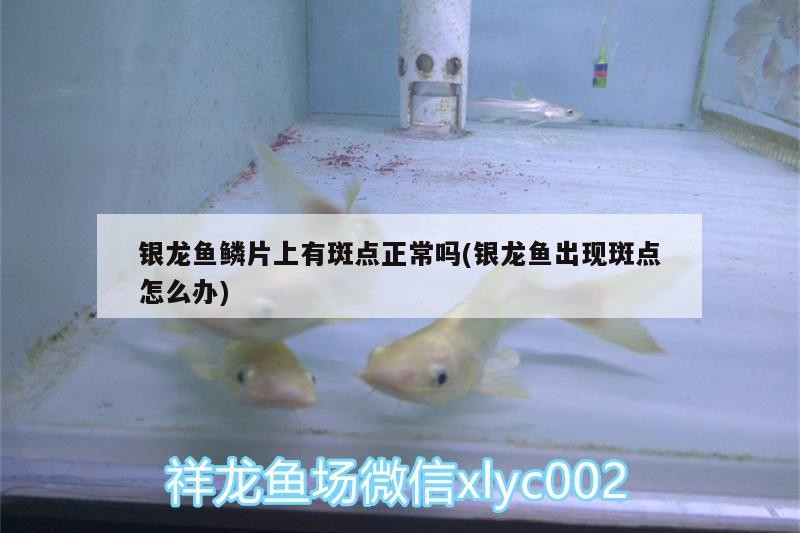 銀龍魚鱗片上有斑點正常嗎(銀龍魚出現(xiàn)斑點怎么辦)