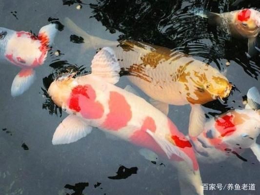 極品過背金龍魚價格【虎魚跟龍魚哪個貴】