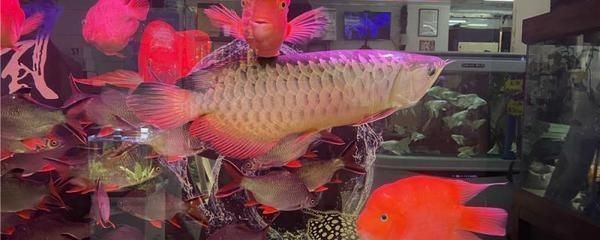 黑金魟魚飲食搭配指南：黑金魟魚的飲食搭配指南 黑金魟魚飲食搭配指南：黑金魟魚的飲食搭配指南 魟魚百科 第2張