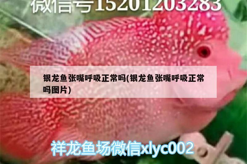 銀龍魚張嘴呼吸正常嗎(銀龍魚張嘴呼吸正常嗎圖片) 銀龍魚張嘴呼吸正常嗎(銀龍魚張嘴呼吸正常嗎圖片) 銀龍魚百科