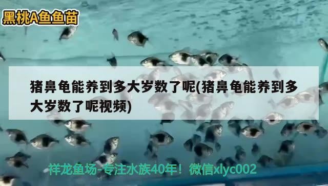 豬鼻龜能養到多大歲數了呢(豬鼻龜能養到多大歲數了呢視頻) 豬鼻龜能養到多大歲數了呢(豬鼻龜能養到多大歲數了呢視頻) 豬鼻龜百科