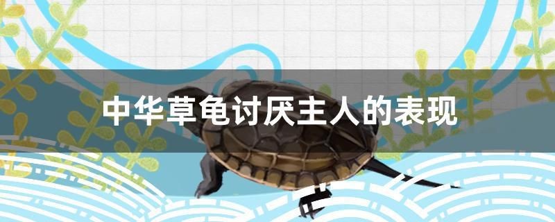 中華草龜討厭主人的表現