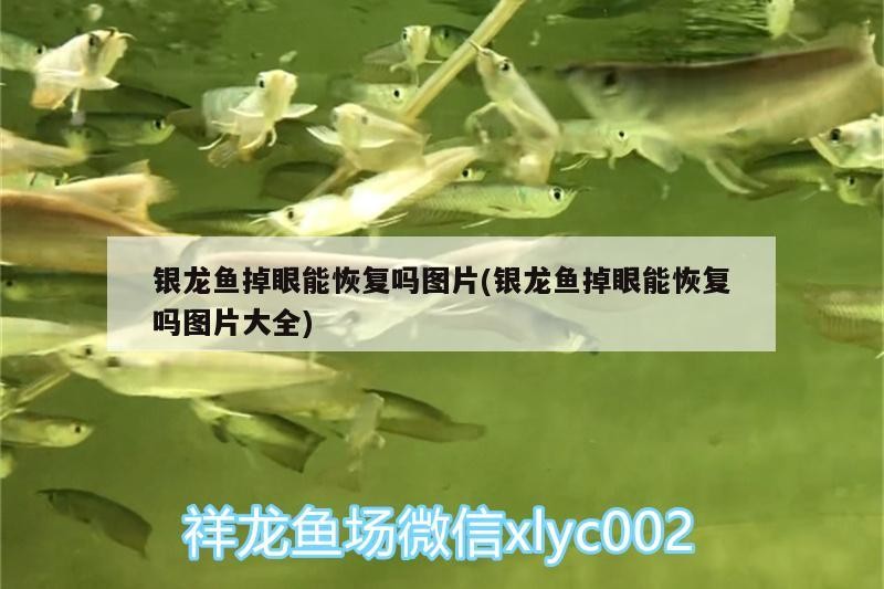 銀龍魚掉眼能恢復嗎圖片(銀龍魚掉眼能恢復嗎圖片大全)