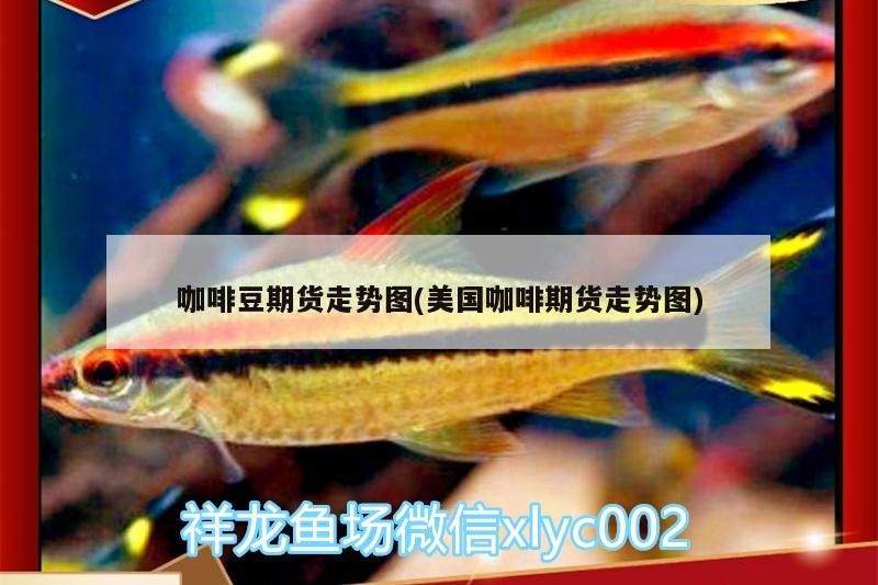 咖啡豆期貨走勢圖(美國咖啡期貨走勢圖)