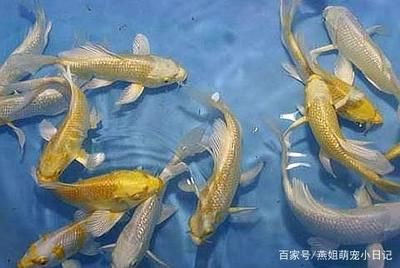 觀賞魚養魚（新手養觀賞魚的建議和注意事項，）