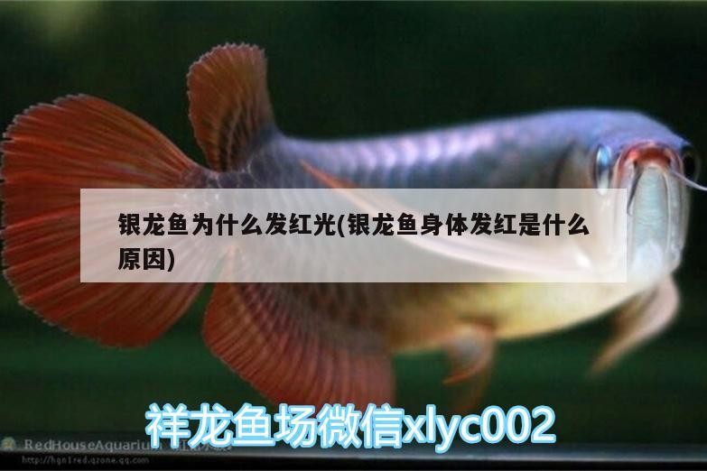 銀龍魚為什么發紅光(銀龍魚身體發紅是什么原因)