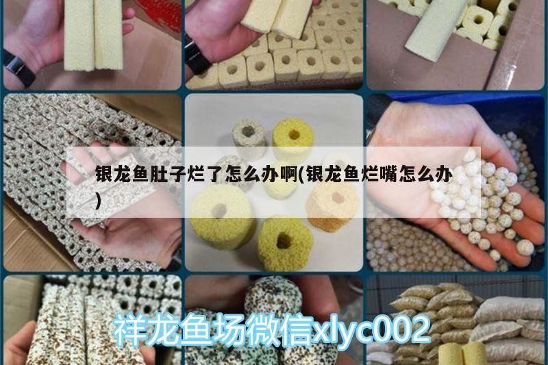 銀龍魚肚子爛了怎么辦啊(銀龍魚爛嘴怎么辦)