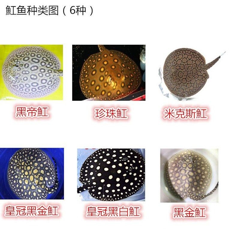 黑金魟魚飼料用戶評價匯總：黑金魟魚飼料用戶評價匯總多數(shù)消費者對該產(chǎn)品持積極態(tài)度
