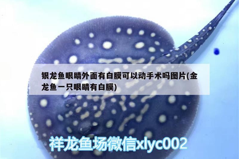 銀龍魚眼睛外面有白膜可以動手術嗎圖片(金龍魚一只眼睛有白膜)