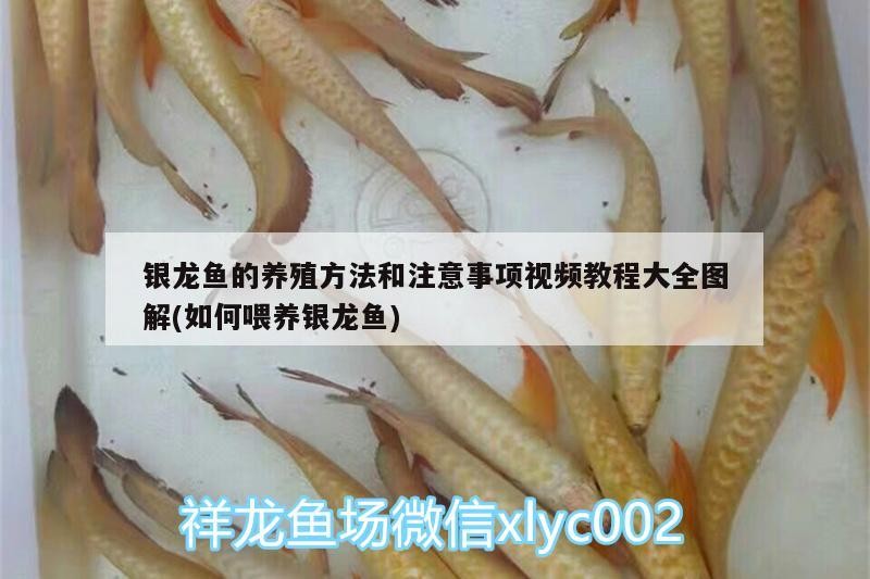 銀龍魚的養殖方法和注意事項視頻教程大全圖解(如何喂養銀龍魚)