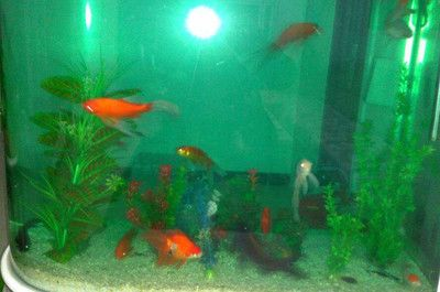 大魚缸金魚養幾條好呢：大魚缸養金魚的數量